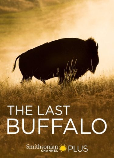 The Last Buffalo 2017