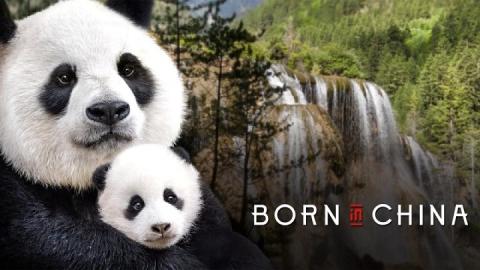 مشاهدة فيلم Born In China 2016 مترجم HD