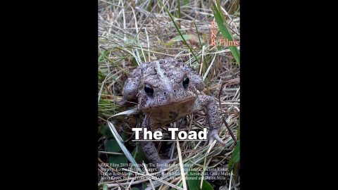 Toad Morphology Kung Fu 2019