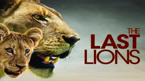 مشاهدة فيلم The Last Lions 2011 مترجم HD