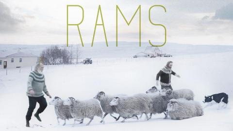مشاهدة فيلم Rams 2015 مترجم HD