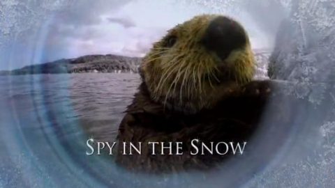 BBC Spy in the Snow 2018